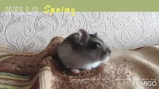 ' Джунгарский хомяк ' Djungarian hamster ' #хомяк #джунгарскийхомяк #хомячки