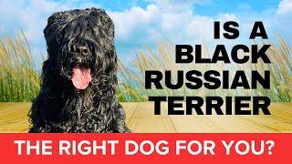 Black Russian Terrier: powerful, smart and devoted.