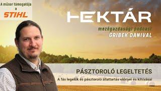 Pásztoroló legeltetés - A fás legelők és a pásztoroló állattartás előnyei és kihívásai