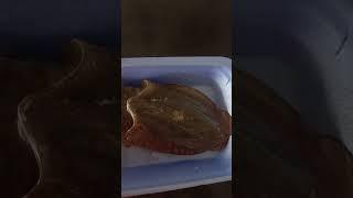 Ловим кальмаров в Средиземном море.
