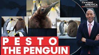 "Absolute Unit" King Penguin Pesto Becomes a Global Internet Sensation | Firstpost America