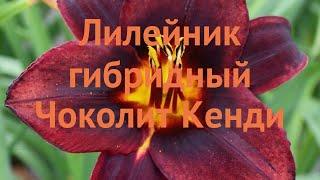 Лилейник гибридный Чоколит Кенди (hemerocallis)  обзор: как сажать, саженцы лилейника Чоколит Кенди