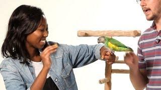 Get Your Parrot to Be Nice to Strangers | Parrot Training