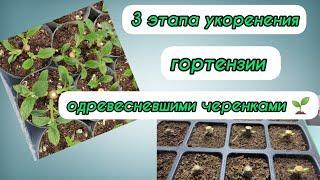 Три этапа черенкования древовидной, метельчатой гортензии одревесневшими черенками! Разбор ошибок.