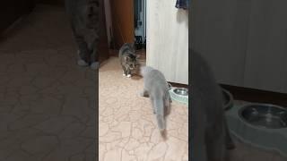 Котята балуются #приколы #котик #смешныевидео