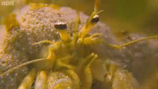 Giant Horse Conch & Burglar Hermit Crabs Blue Planet BBC Earth