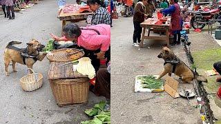 High-IQ dogs help their owners buy and sell vegetables