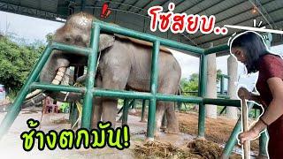 ระทึก️ครูโซ่จัดการช้างตกมัน️elephant attack