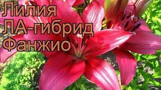 Лилия ла-гибрид Фанжио (lilium la-hybrid fangio)  Фанжио обзор: как сажать, луковицы лилии Фанжио