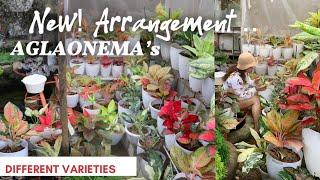 AGLAONEMAS NEW ARRANGEMENT | Lovekye8