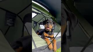 Think you can’t bring your dog TentBoxing? Think again. #TentBox #TentBoxCommunity #camping #dog