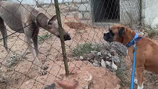 Indian dog breed vs foreign dog breed(boxer vs kanni)