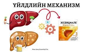 #essential forte #эссенциалe форте #hepatoprotector #элэг хамгаалах эм #phospholipids