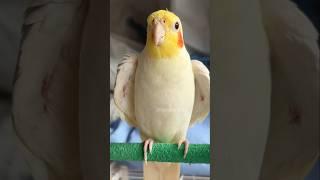 I find this level of cuteness quite difficult to manage!  #cockatielscraze #birdsinging