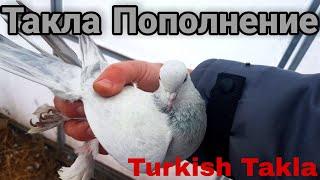 Голуби Турецкая Такла.Turkish Takla