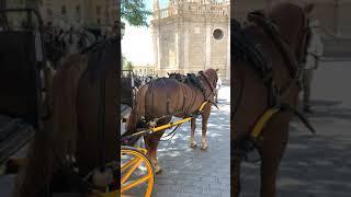 #shorts Seville | Spain | Great Holiday | #olgatravel