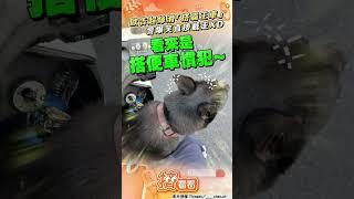 歐告超絲滑「搭霸王車」! 警被發「兜風邀請」爆笑直接載走｜TVBS新聞網@tvbsnews24live