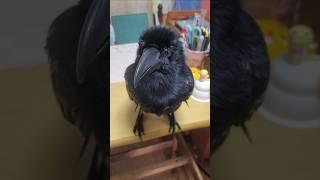 まったりカラスをなでなで鳴き声 #カラス #crow #karasu #かわいい #まったり #日常 #鳴き声  #鳥 #ハシブトガラス #なでなで