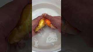 Goldfish Hand Breeding #goldfishbreed #ranchu
