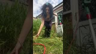 Gardening tidy wellies strimming jungle grass day 6 ‍