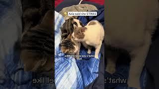 It stinks for cats #cat #funnyanimal #funny #pets #funnypet #catvideos #youtube #usa #animallife