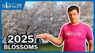 Washington DC 2025 Cherry Blossom Season Important Info!