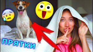 ПРЯТКИ с Собакой в Доме Играем Крит | Elli Di Pets