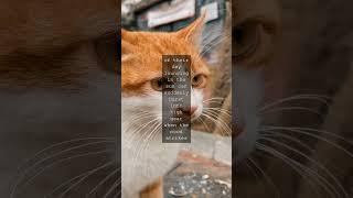 Whisker Wonders The Amazing Speed of Domestic CatsAs any cat lover knows our feline...