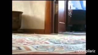 Dancing Cats Compilation -  Танцы Кошек Сборник