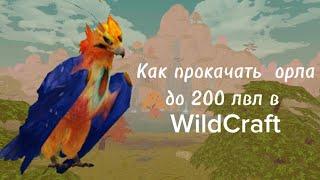 Как быстро прокачать орла в WildCraft