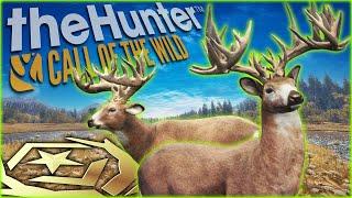 NO WAY THIS HAPPENED! Double Great One Whitetail Deer! (Crazy Shots!) Call of the wild