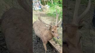 Penangkaran rusa di Bandung #healing #wisata #jelajahkotabandung #tahura #wisatamurah