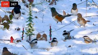  24/7 LIVE: Christmas Cat TV for Cats to Watch  Holiday Special Birds Squirrels in the Snow 4K