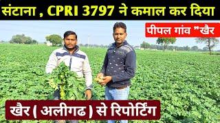 संटाना आलू देखकर किसान खुश हुये  खैर 'अलीगढ से ग्राउंड रिपोर्टिग  real farmer education #aalu