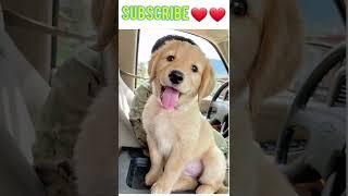 Cute Pets ‍ #shorts #tiktok #viral #itspets #pets(3)