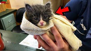 Man Adopt Wobbly Kitten Rejected by His Mother and Raised Him