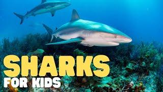 Sharks for Kids | Learn all about these big fish!