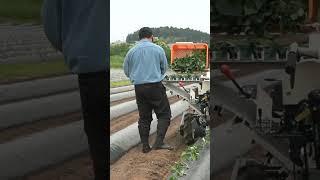 YANMAR Sweet Potato Transplanter PH10A Series #shorts #agrimachinery