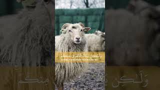 A lesson to learn from the Holy Quran about sacrifice .