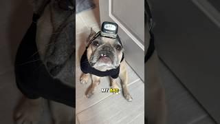 He did his best…  #thehangover #dogs #colorblind #dogparents #actionmovies #frenchbulldog