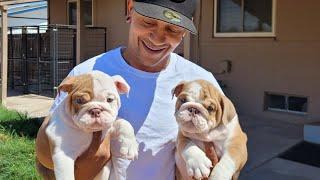 Adorable Mini English Bulldog Puppies For Sale️