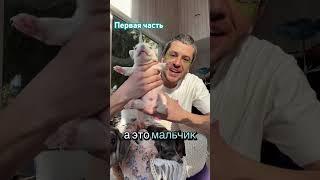 Французский бульдог с ношение гена PINK (розовый) новорождённые щенки. #bulldog #frenchbulldog