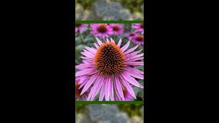 Echinacea purpurea ‘ pica bella’