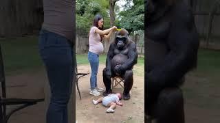 A woman who gave birth to gorillas. #animals #lovely #cute#gorilla