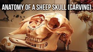 Anatomy Of a Sheep Skull (Carving)!