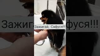 Лезгинка в душе! Танцуют все! Зажигай Сафуся! Моем лапки щенку шпица. 