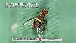 Малая тыквенная муха (Dacus ciliatus (Loew.))