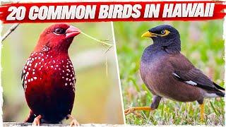 20 Common Birds in Hawaii (with Pictures)