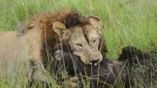 Big male Lion hunts and kills an adult warthog - [Rare footage]