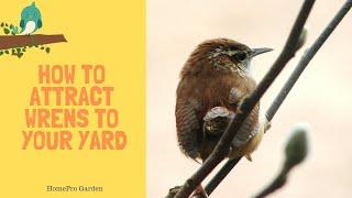 How to Attract Wrens to Your Backyard and Garden